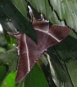 Tropical Swallowtail Moth seen in the park photo